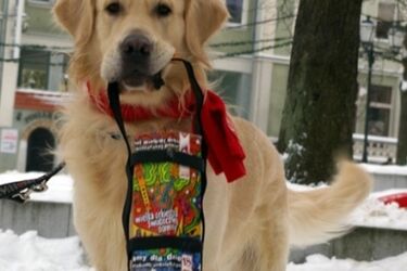 Wielka Orkiestra Świątecznej Pomocy. Kolejna kwesta z udziałem psów rasy Golden Retriever