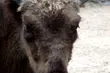 Żubry z Akcentu ZOO na nowym wybiegu