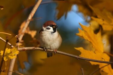Dużo krzyku przy karmniku, czyli Zimowe Ptakoliczenie