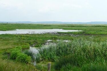 Turystyka mokradłowa - wspaniałe doświadczenie. Obchodzimy Światowy Dzień Mokradeł