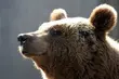 Miasto poszukuje firmy, króra poprowadzi Akcent ZOO