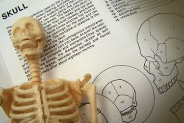  Czy istnieją jeszcze nieodkryte gatunki człowiekowatych? 