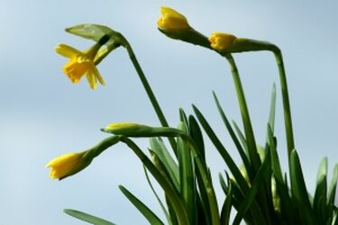 Warsztaty wykonywania palm wielkanocnych