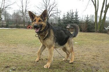 Przygarnij przyjaciela nie tylko na wiosenne spacery