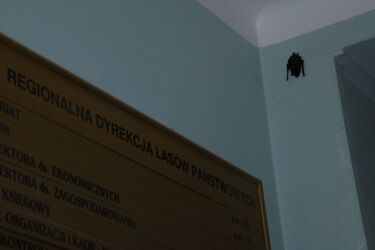 Batman przybywa! Nietoperz u leśników