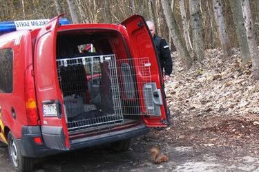 Po wycięciu drzewa, wiewiórka szukała nowego domu w urzędzie