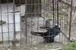 Znęcał się nad psem. Usłyszał zarzuty