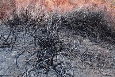 Nie wypalaj traw. Leśnicy kontynuują kampanię "Świadomi zagrożenia"