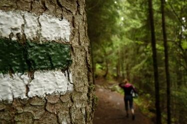 Na "zielonej" granicy zatrzymano pięciu Afgańczyków