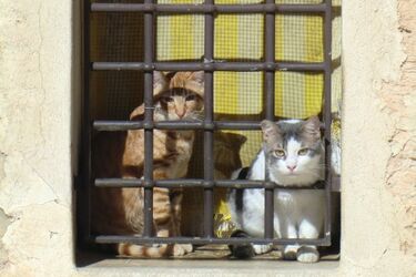 W Białymstoku będzie okno życia dla pupila?