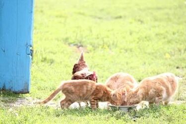 Podlaska kultura w Berlinie