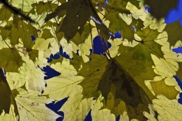 "Trójkowy" klon będzie zasadzony w Białymstoku