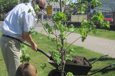 Klon "Cichosza" rośnie w Białymstoku