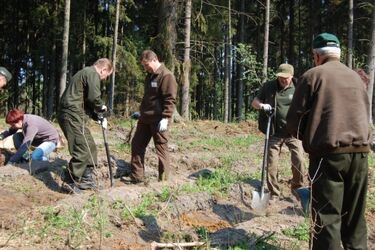 Nowe drzewa w podlaskich lasach. Leśnicy posadzili ponad 28 milionów sadzonek
