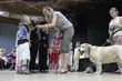 Czym jest dogoterapia?