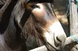 W Akcencie ZOO będzie  nowy wybieg dla osłów