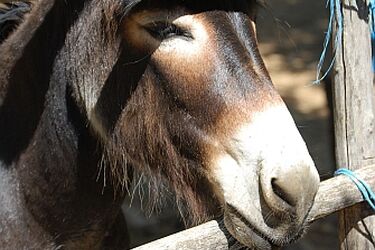 W Akcencie ZOO będzie  nowy wybieg dla osłów