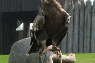 Powiększyła się rodzina monitorowanych orlików [wideo]