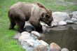 W białostockim ZOO powitano drugiego niedźwiedzia