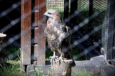 Do Akcentu Zoo trafiły nowe zwierzęta