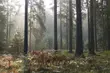 Puszcza Białowieska walczy w konkursie. Oddaj swój głos