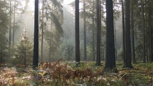 Puszcza Białowieska walczy w konkursie. Oddaj swój głos