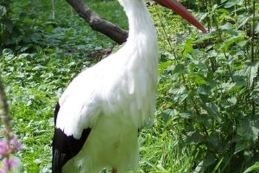 Zwiedzanie Podlaskiego Szlaku Bocianiego na rowerze. Bezpłatny rajd