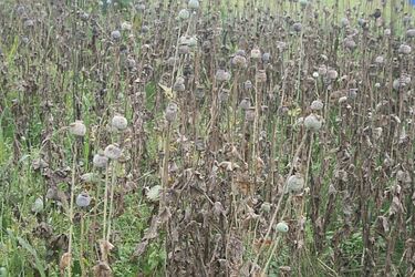 Siała baba mak... Nielegalna plantacja w gminie Sidra