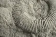 Województwo wesprze organizatorów festynu archeologicznego