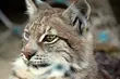 Żbiki z Akcentu ZOO będą miały nową klatkę