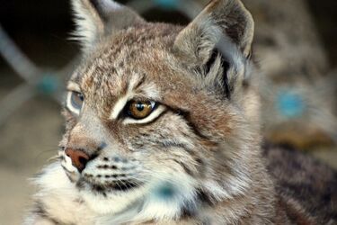 Żbiki z Akcentu ZOO będą miały nową klatkę