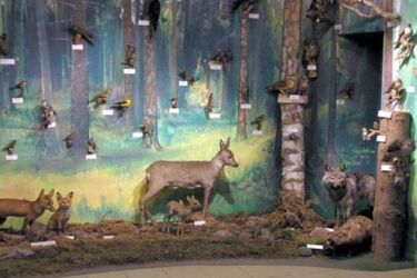 Dzień Otwarty w Uniwersyteckim Muzeum Przyrodniczym