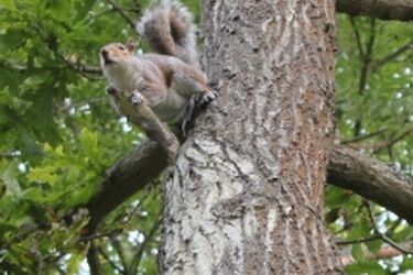 Straż Miejska: białostockie lasy i parki coraz czystsze