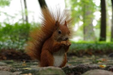 Znamy laureatów konkursu "Przyroda wokół mnie"