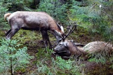 Dramatyczne rykowisko. Leśnicy uratowali życie jeleniowi [wideo]
