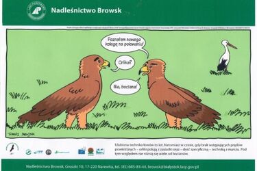 Powstały nowe ścieżki w podlaskich lasach. Trzy z nich poświęcono orlikowi krzykliwemu