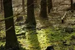 Podlaskie parki krajobrazowe, na tle kraju, nie wypadają źle