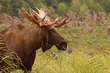 Łosie mają najwięcej fanów. Biebrzański Park Narodowy otrzyma finansowe wsparcie