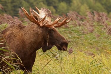 Łosie mają najwięcej fanów. Biebrzański Park Narodowy otrzyma finansowe wsparcie