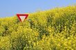Rząd zakazuje upraw GMO. Czy ochroni to polską żywność?