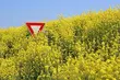 Rząd zakazuje upraw GMO. Czy ochroni to polską żywność?