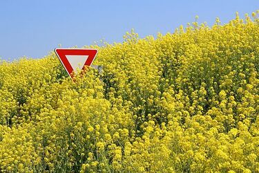Rząd zakazuje upraw GMO. Czy ochroni to polską żywność?