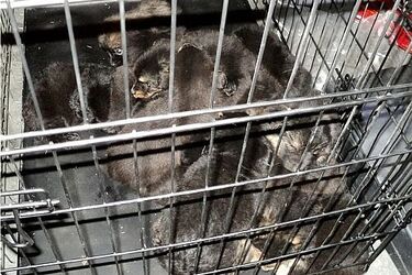 Policjanci z Moniek uratowali szczeniaki