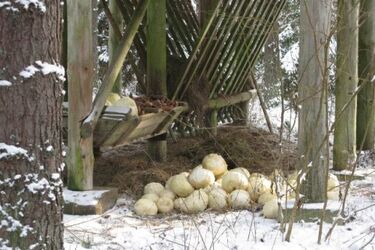 Trwa akcja zimowego dokarmiania żubrów w Puszczy Knyszyńskiej