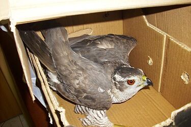 Straż miejska pomogła rannemu myszołowowi