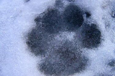 Pogoda. W ciągu dnia temperatura na plusie