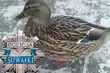 Zabili dziką kaczkę. Grożą im 2 lata więzienia
