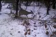 Kłusownicy zastawili wnyki na sarnę. Zostali zatrzymani