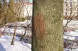 Swastyka na plantach. Policja szuka sprawcy