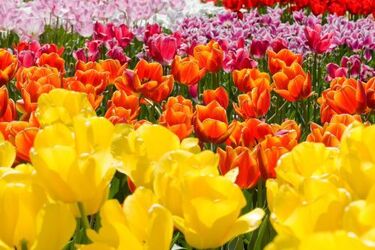 Dzisiaj święto wszystkich Pań